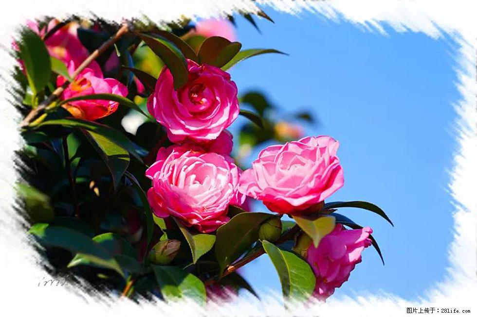 【春天,广西桂林灌阳县向您发出邀请!】杨柳井茶花惹人爱 - 游山玩水 - 昌吉生活社区 - 昌吉28生活网 changji.28life.com