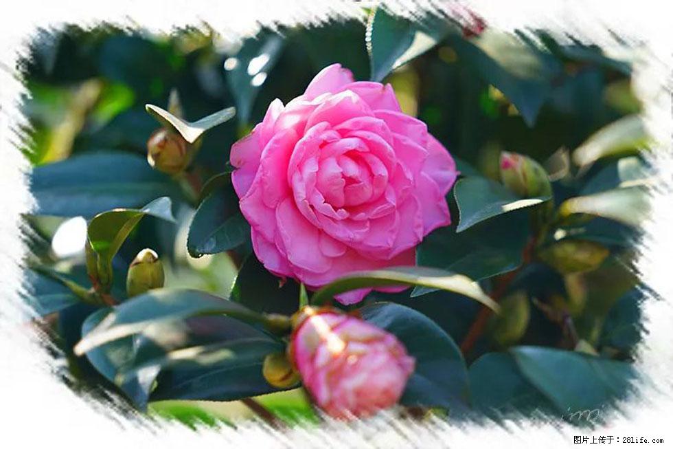 【春天,广西桂林灌阳县向您发出邀请!】杨柳井茶花惹人爱 - 游山玩水 - 昌吉生活社区 - 昌吉28生活网 changji.28life.com