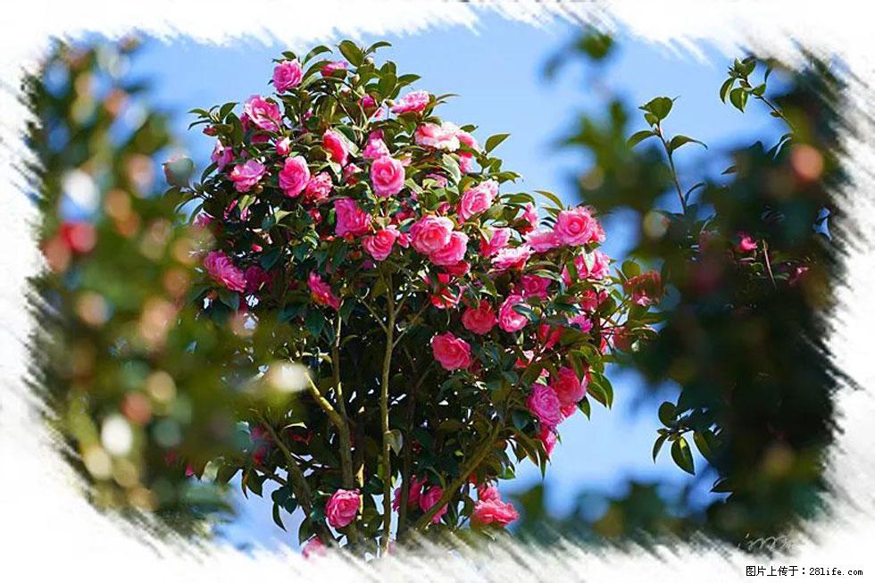 【春天,广西桂林灌阳县向您发出邀请!】杨柳井茶花惹人爱 - 游山玩水 - 昌吉生活社区 - 昌吉28生活网 changji.28life.com