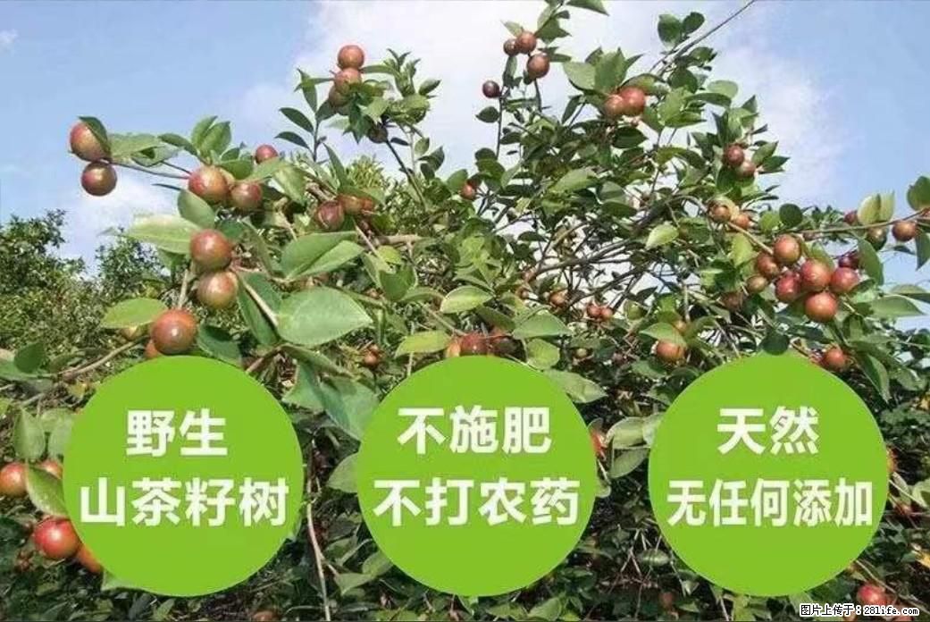 【灌阳县油茶产业示范区】一个有着充实的精神生活的人,对待身外之物自会有一种淡泊的态度 - 土特产 - 饮食特产 - 昌吉分类信息 - 昌吉28生活网 changji.28life.com