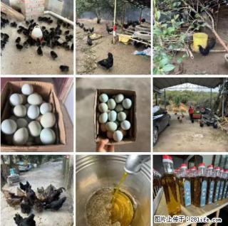油茶园从小鸡仔开始养起的纯土鸡、土鸡蛋可以预定啦!还有前几天刚榨的纯山茶油哦 - 昌吉28生活网 changji.28life.com