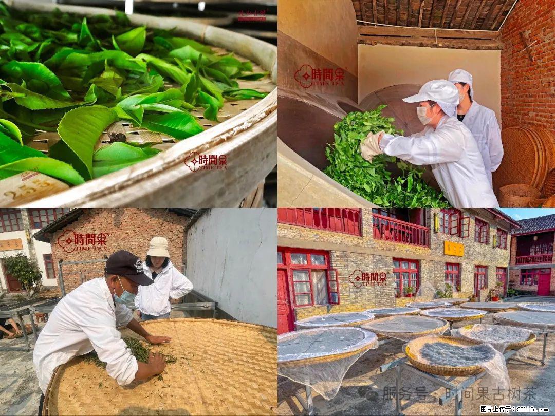 时间果百年古树龙珠普洱生茶 - 购物交流 - 昌吉生活社区 - 昌吉28生活网 changji.28life.com