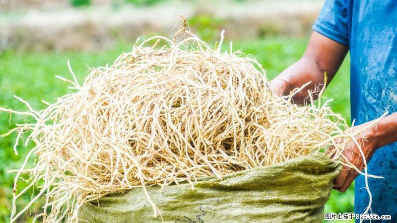 堪称“最难吃”的蔬菜，却是 “抗辐射神器”，还能护肺、清热、止咳化痰！ - 昌吉生活资讯 - 昌吉28生活网 changji.28life.com