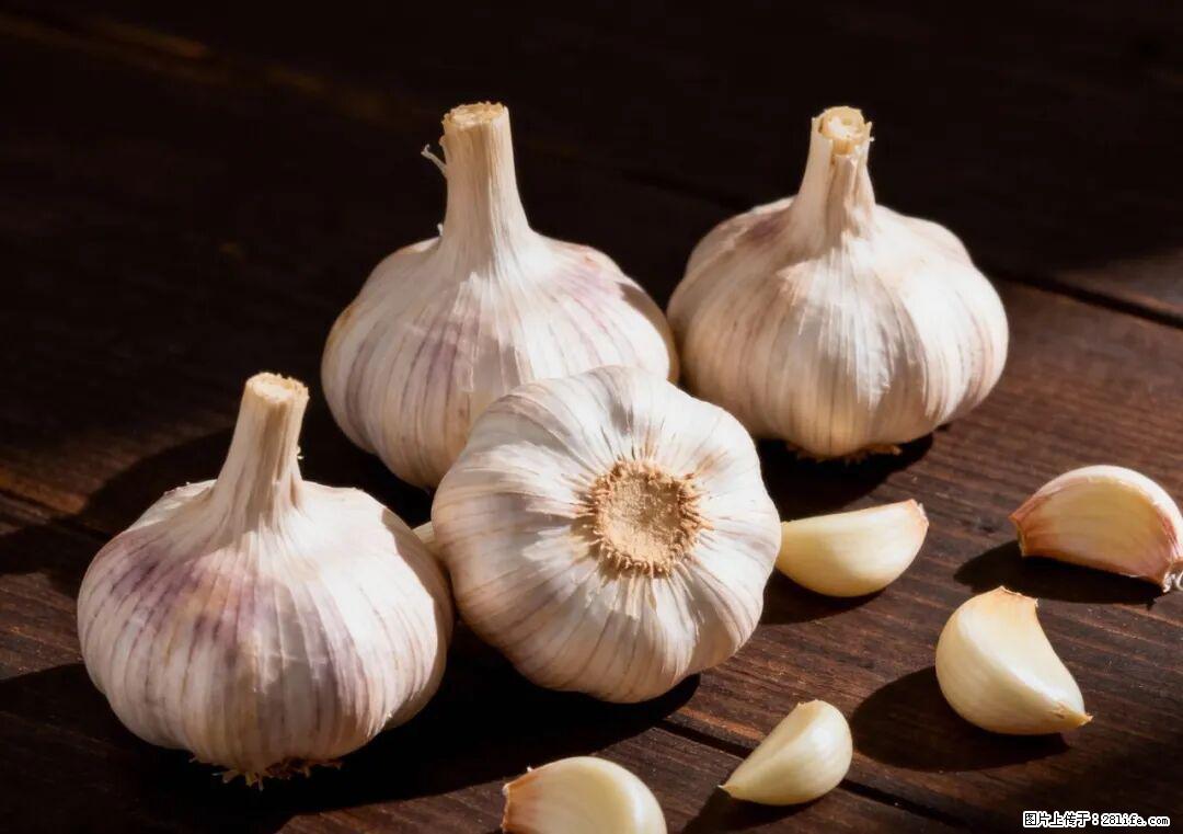 关于大蒜，除了“天然抗生素”，这4个谣言更该警惕! - 昌吉生活资讯 - 昌吉28生活网 changji.28life.com