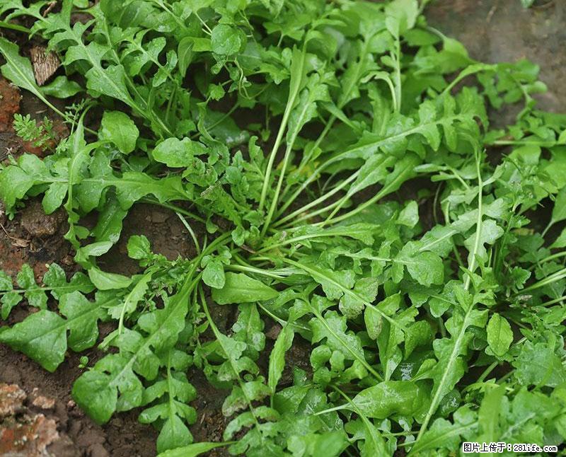 这些蔬菜是“天然钙片”，这6种被医生重点推荐 - 昌吉生活资讯 - 昌吉28生活网 changji.28life.com