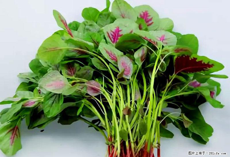 这些蔬菜是“天然钙片”，这6种被医生重点推荐 - 昌吉生活资讯 - 昌吉28生活网 changji.28life.com