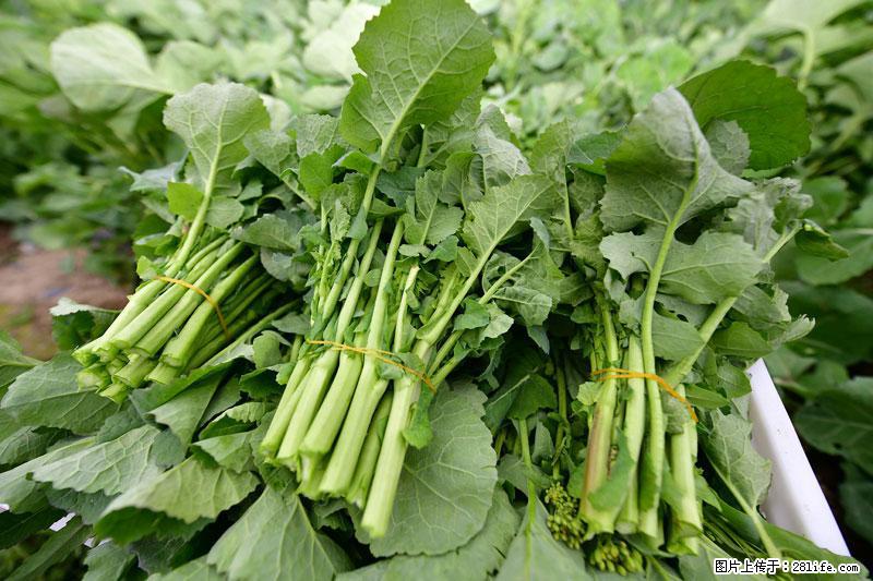 这些蔬菜是“天然钙片”，这6种被医生重点推荐 - 昌吉生活资讯 - 昌吉28生活网 changji.28life.com